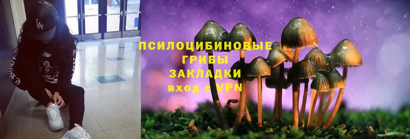 Галлюциногенные грибы Psilocybe  купить наркоту  Стрежевой 